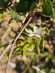 Dyschoriste setigera