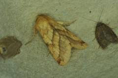 Pyrrhia exprimens