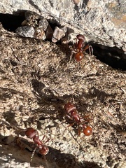 Pogonomyrmex occidentalis