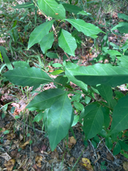 Ditrysinia fruticosa