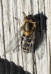 Syrphus torvus
