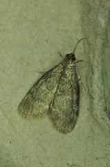 Pococera asperatella