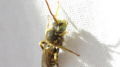 Nomada luteoloides