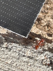 Pogonomyrmex occidentalis
