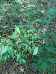 Ditrysinia fruticosa