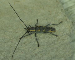 Saperda tridentata