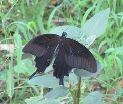 Papilio helenus