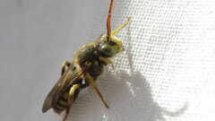 Nomada luteoloides
