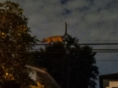 Paradoxurus musangus