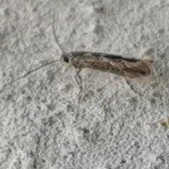 Phyllonorycter issikii