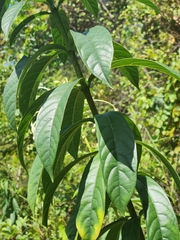 Clerodendrum indicum