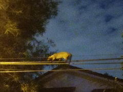 Paradoxurus musangus