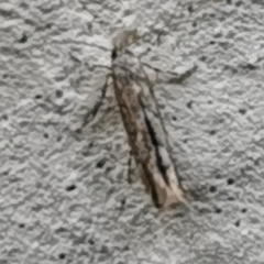 Phyllonorycter issikii