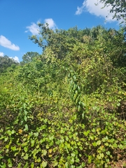 Clerodendrum indicum
