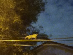 Paradoxurus musangus