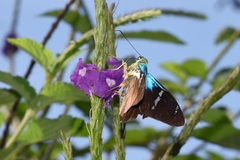 Astraptes fulgerator