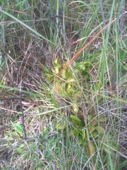 Dionaea muscipula