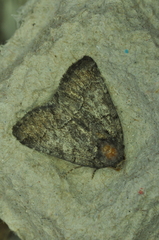 Chytonix