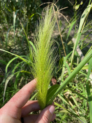 Echinochloa walteri