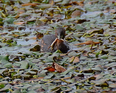 Pelophylax kurtmuelleri