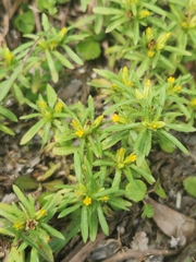 Pectis prostrata