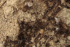 Tetramorium