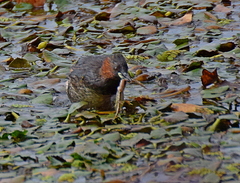 Pelophylax kurtmuelleri