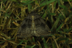 Zanclognatha laevigata