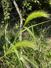 Echinochloa walteri