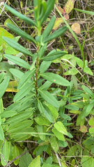 Hypericum prolificum