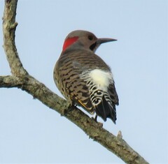 Colaptes auratus luteus