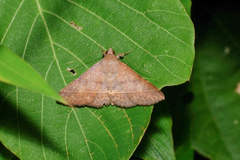 Hypospila bolinoides