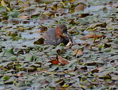Pelophylax kurtmuelleri