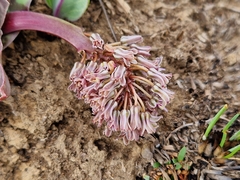 Ledebouria ovatifolia
