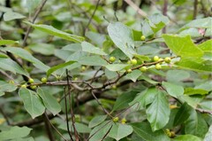 Ilex