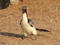 Tockus damarensis