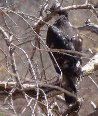 Aquila spilogaster