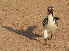 Tockus damarensis