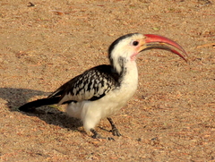 Tockus damarensis