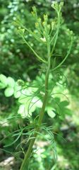 Jacobaea adonidifolia