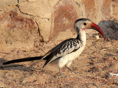 Tockus damarensis