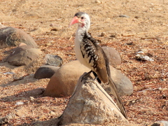 Tockus damarensis