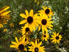 Rudbeckia