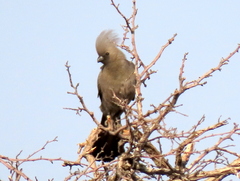 Corythaixoides concolor pallidiceps