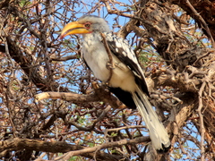 Tockus leucomelas leucomelas
