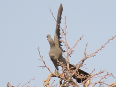 Corythaixoides concolor pallidiceps