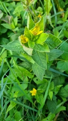 Lysimachia punctata