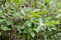 Ilex