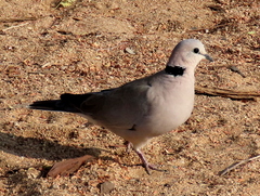 Streptopelia capicola damarensis