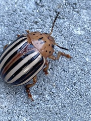 Leptinotarsa juncta